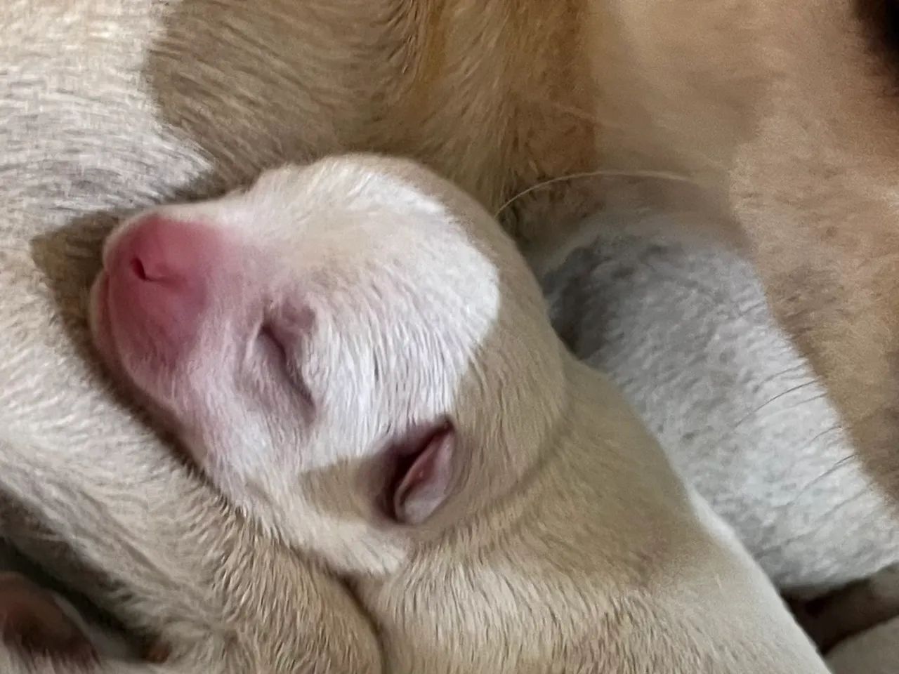Chihuahua 
