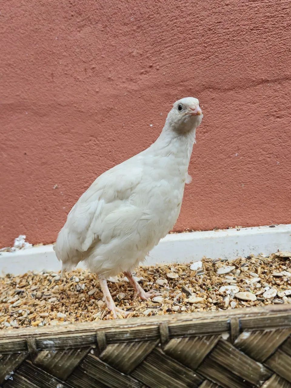 Codornas - Foto 2