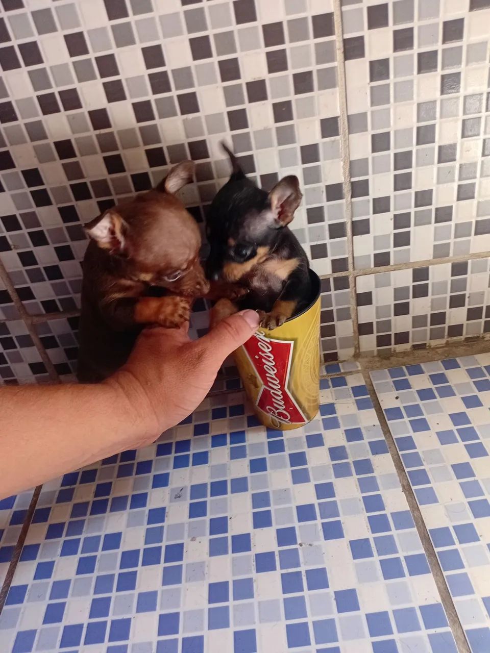 Pinsher 1 - Foto 3