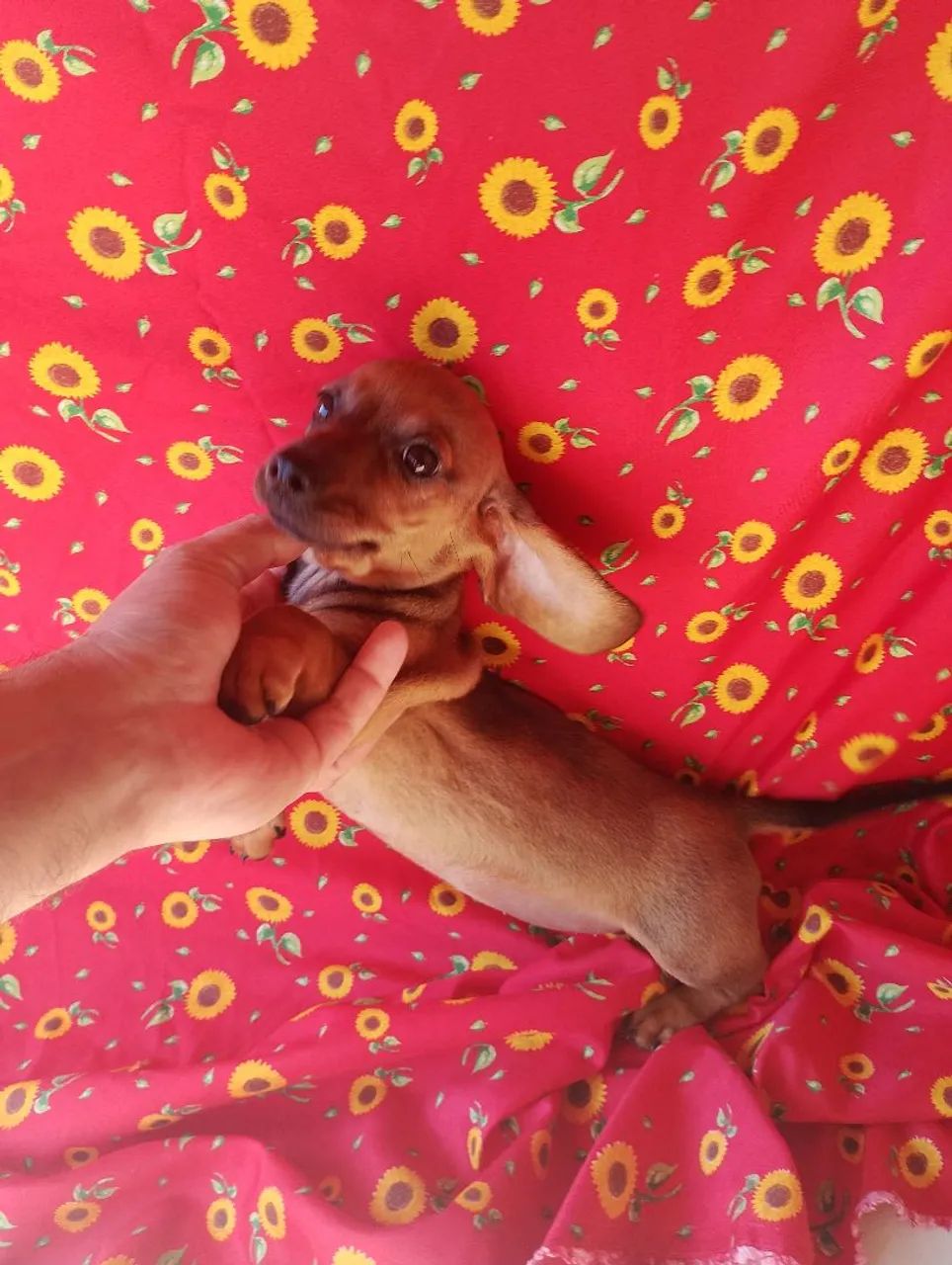 Dachshund / teckel / salsicha