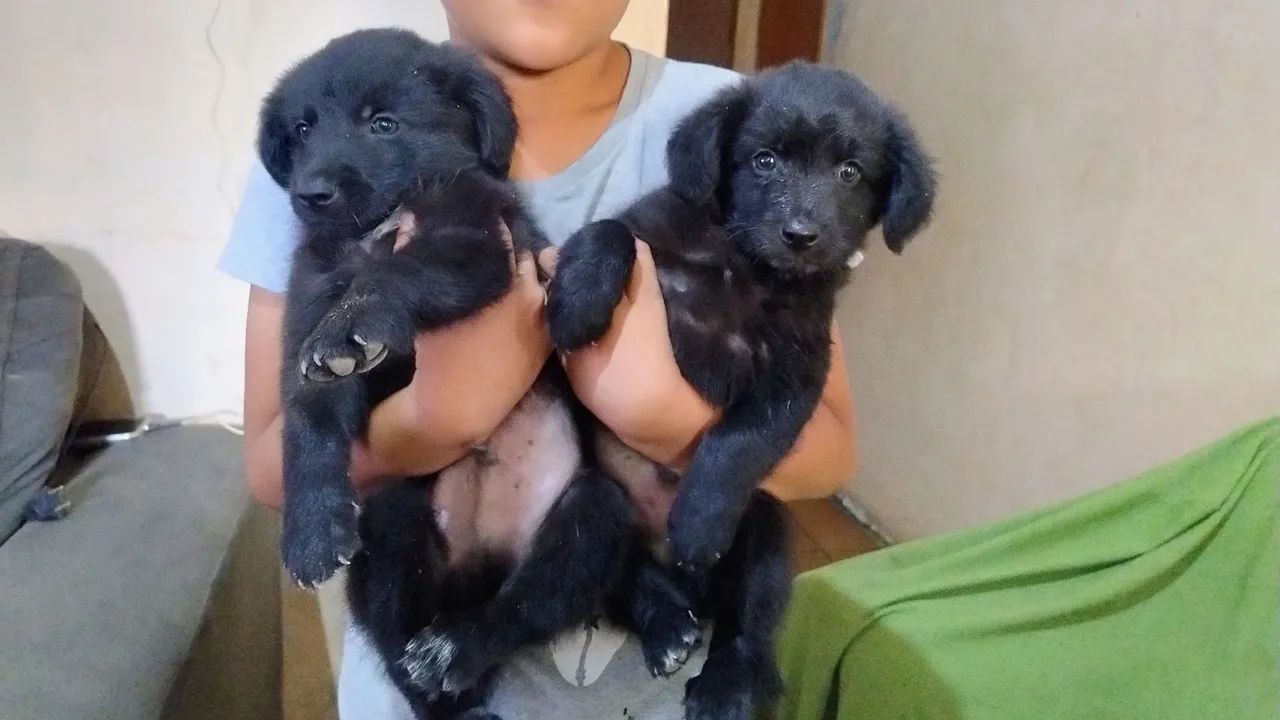 Doa-se estes lindos cachorrinhos 