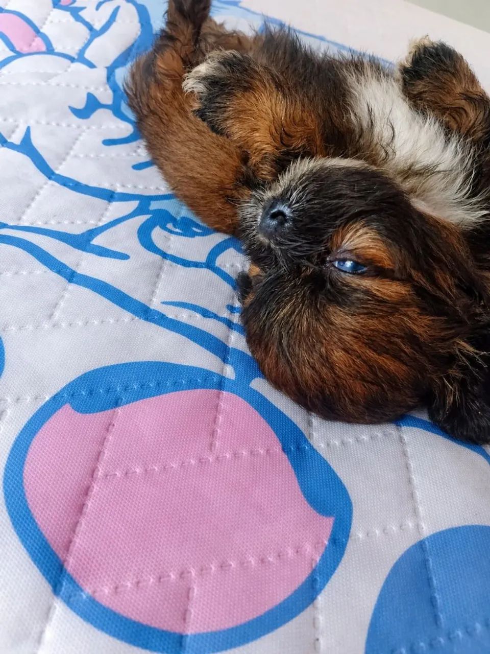 Shih tzu 