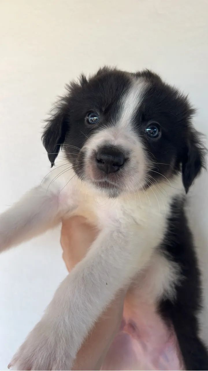 Filhotes Boder Collie