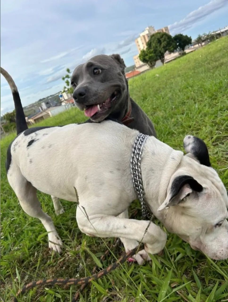 estou doando filhotes e pitbull - Foto 2