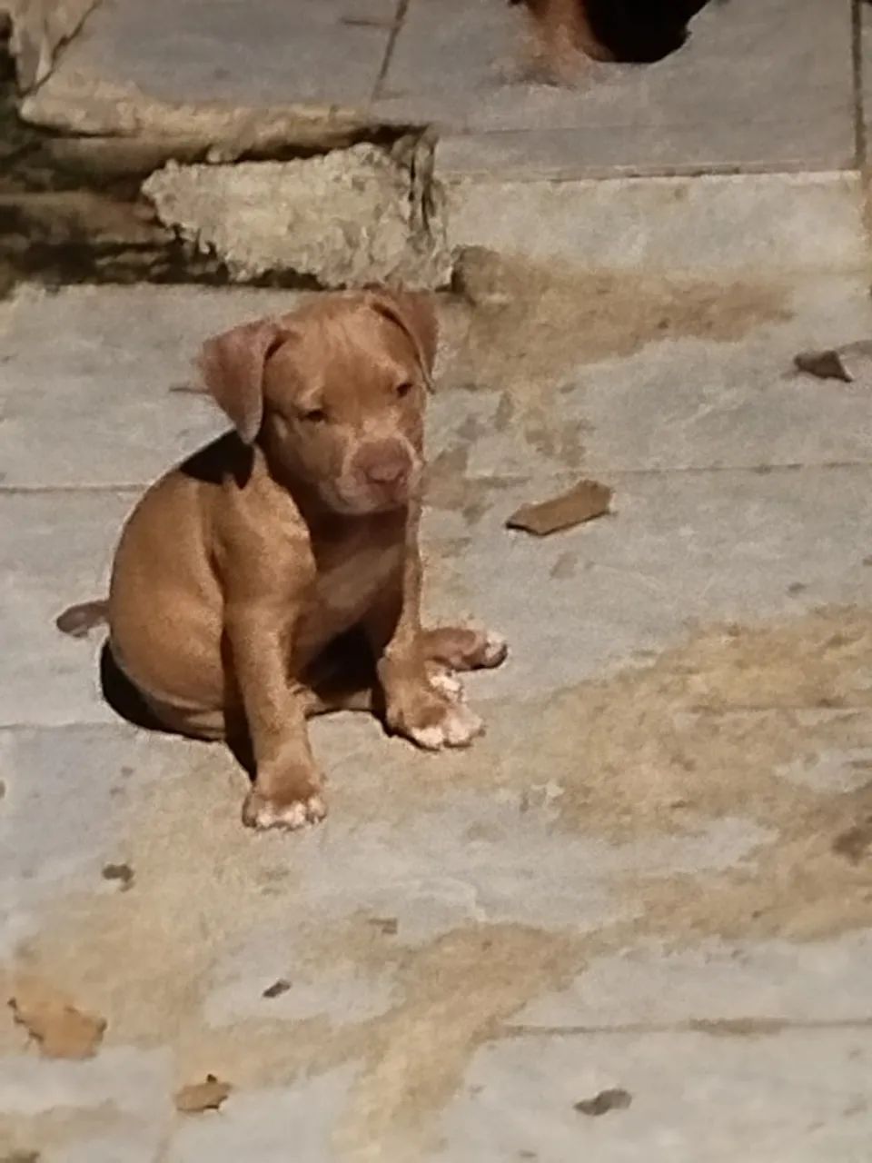 Pitbull 2 mês, fêmea 500,00 - Foto 3