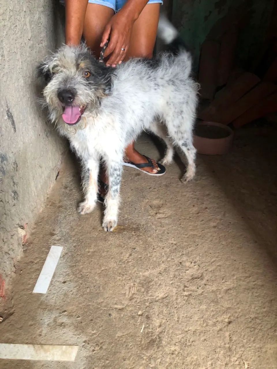 Doação de cachorros  - Foto 3