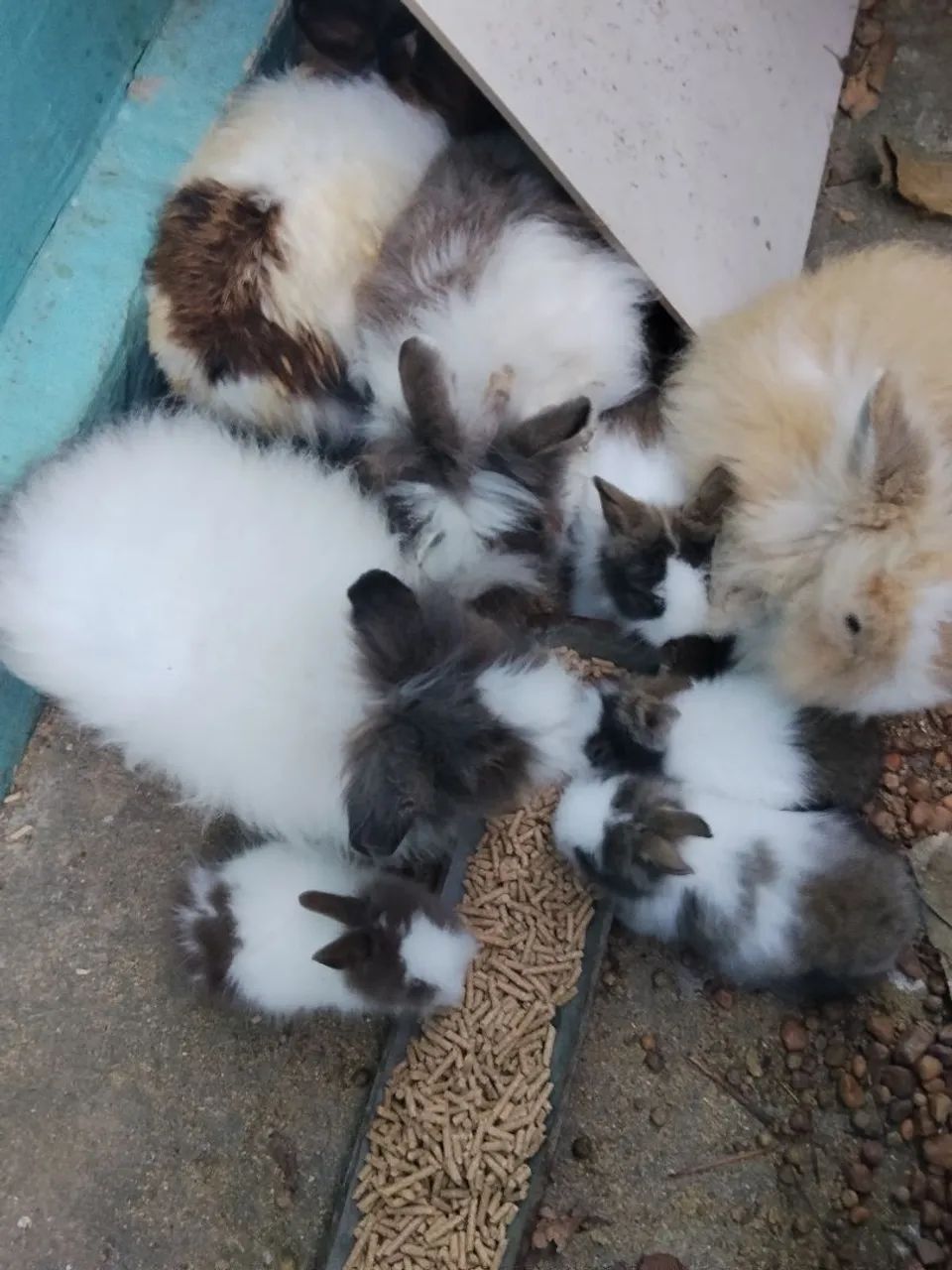 Coelhos cabeça do Leão  - Foto 4
