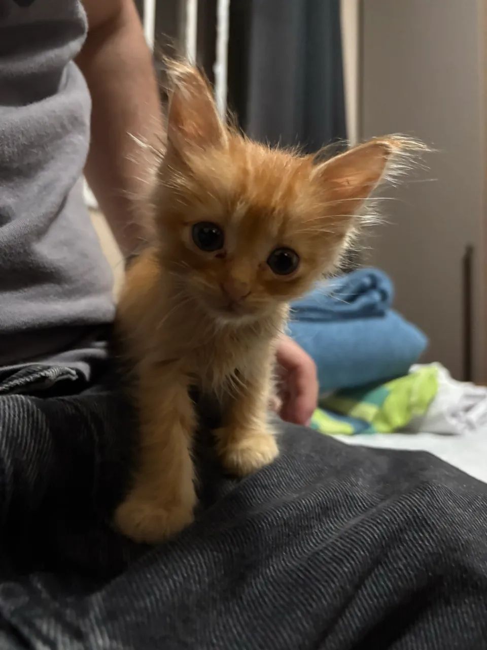 doa-se gatinha fêmea 1 mês  - Foto 5