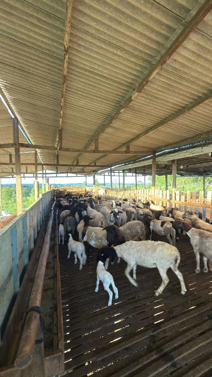 VENDA DE OVELHAS - Foto 3