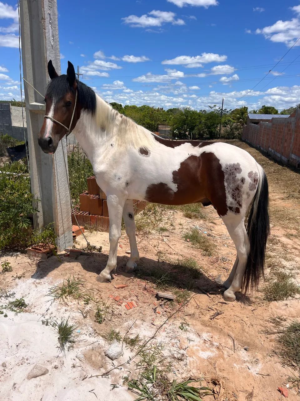 Vendo Potro Mm, OPORTUNIDADE!!