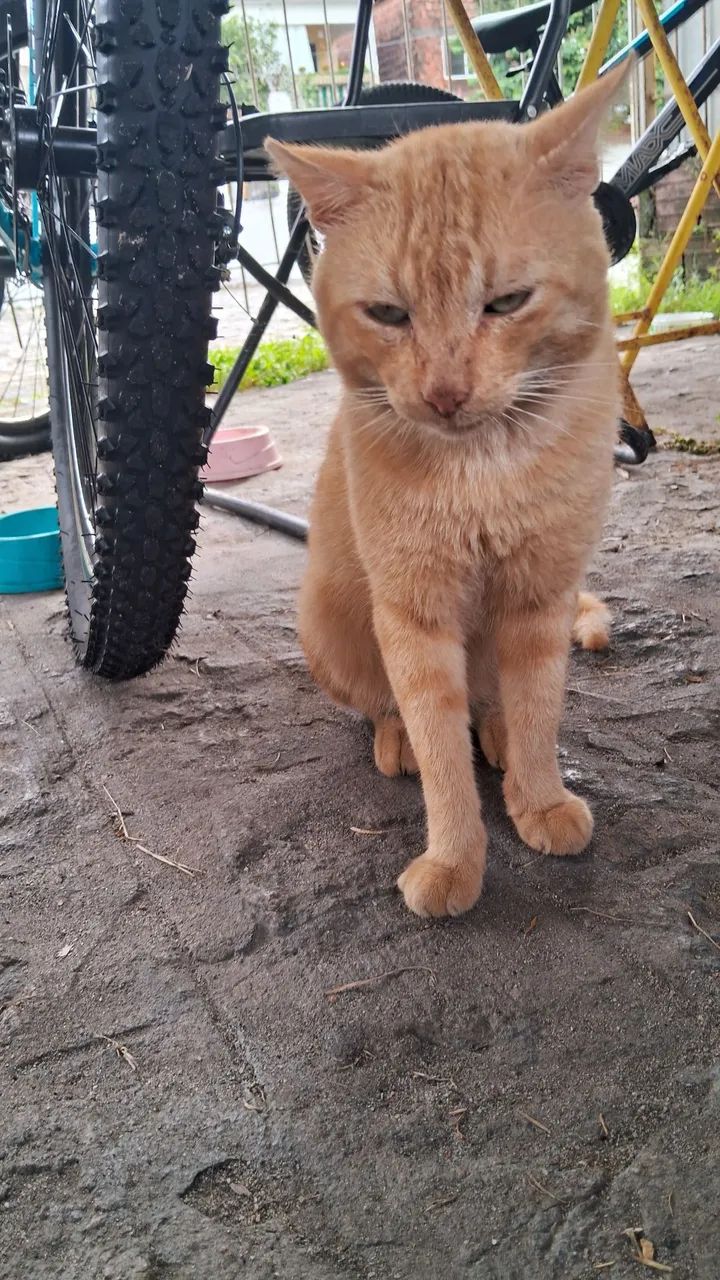 Lindos gatinhos - Foto 4