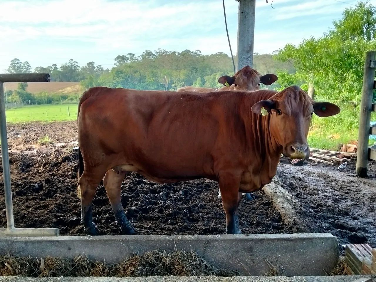 Vacas Senepol e novilhas PO - Foto 5