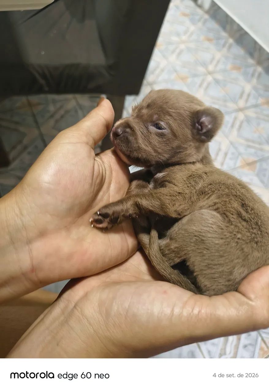 Filhote de pitbull com poodle - Foto 2