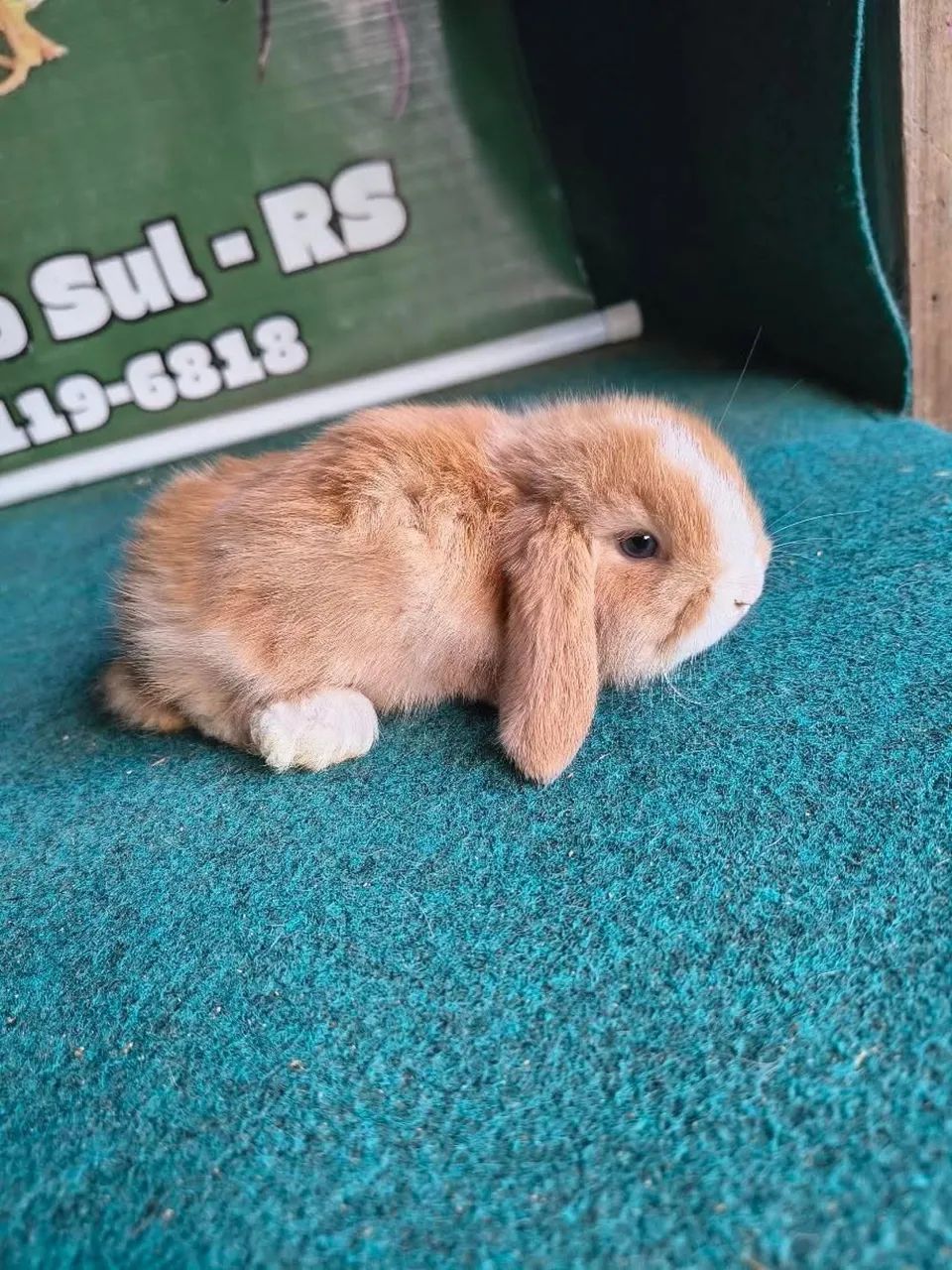 Coelhos mini lop 