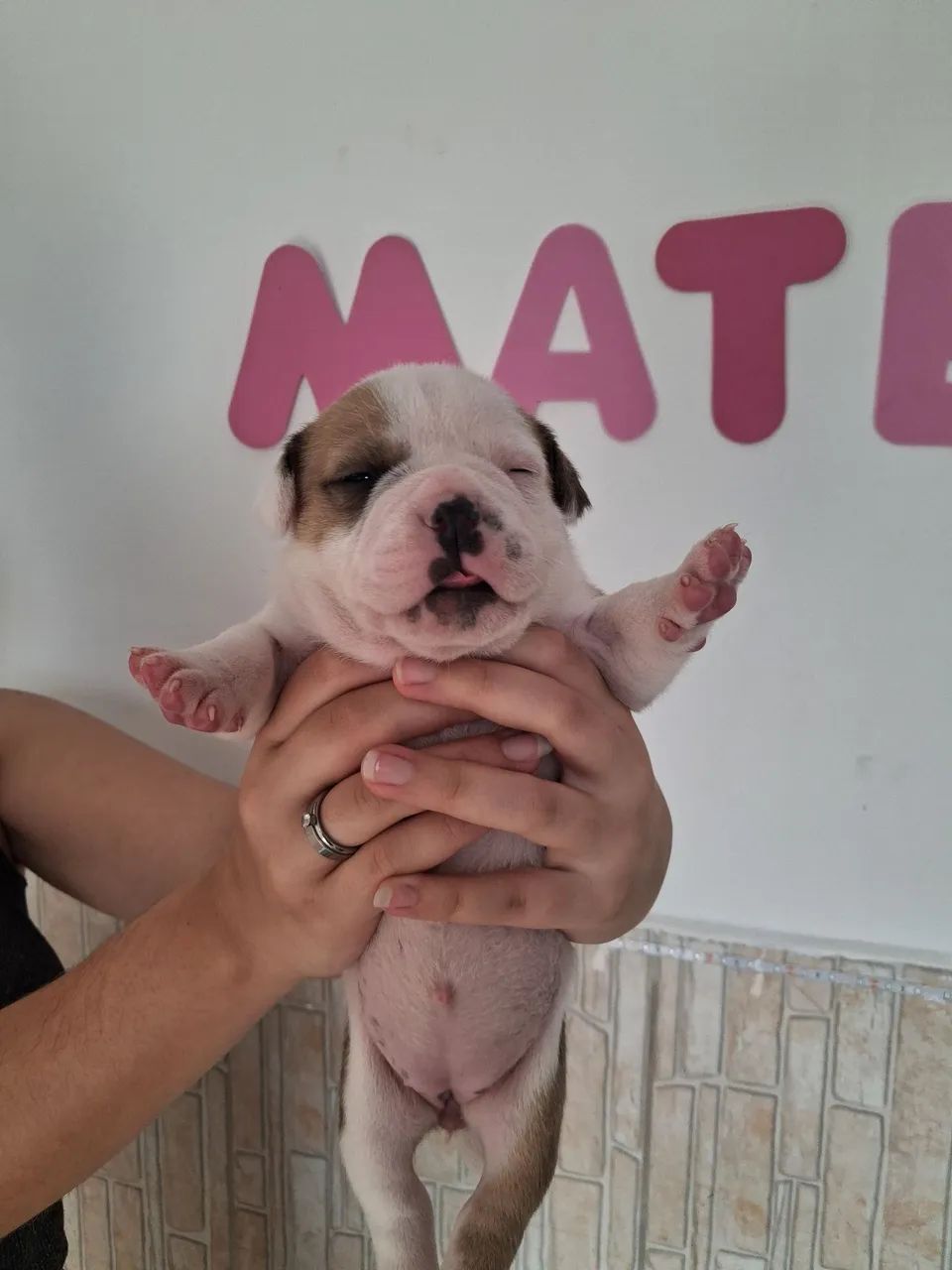 American Bully  - Foto 4