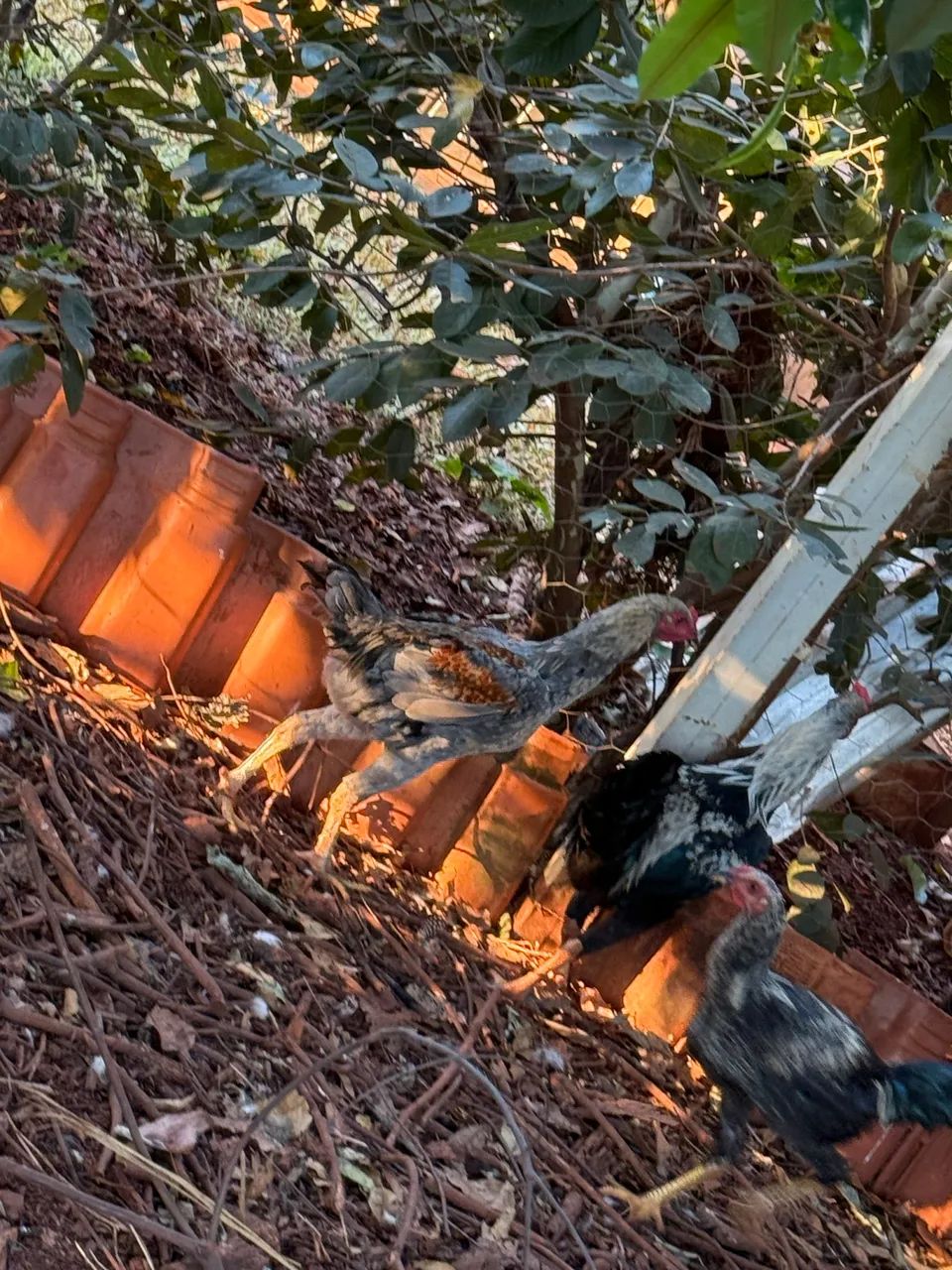 FRANGO PARA GALO - Foto 2