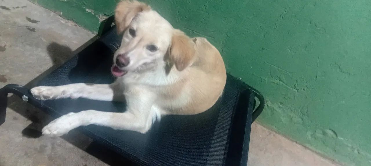Doação  - Foto 3