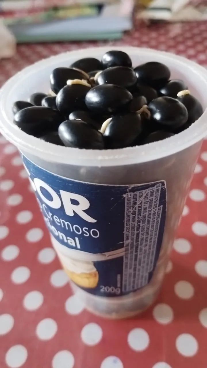 Feijão Mucuna