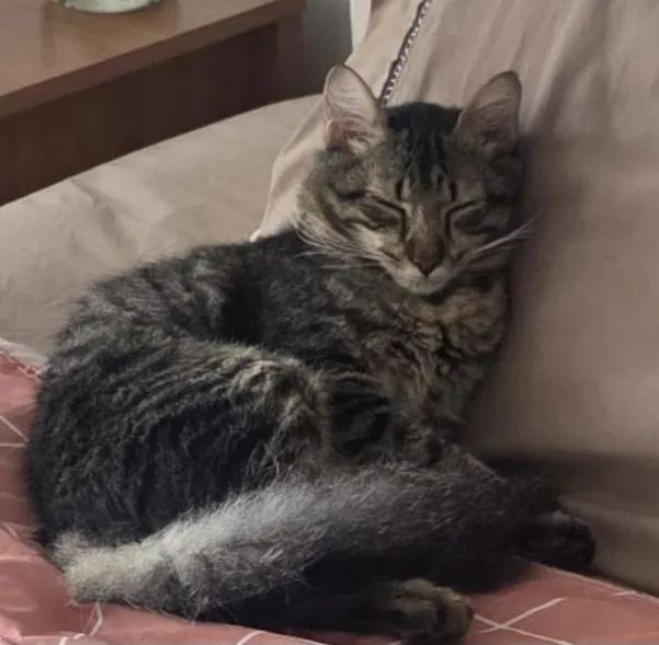 Gatinho castrado - Foto 3
