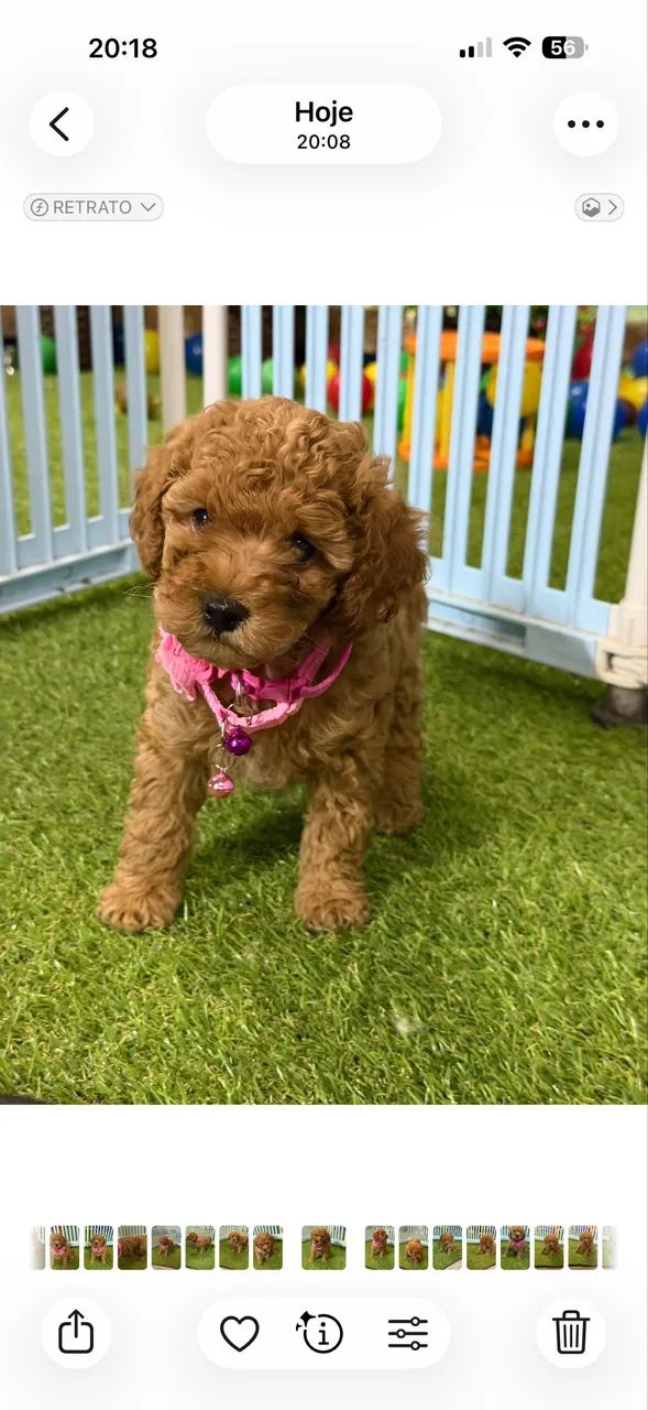 Poodle 