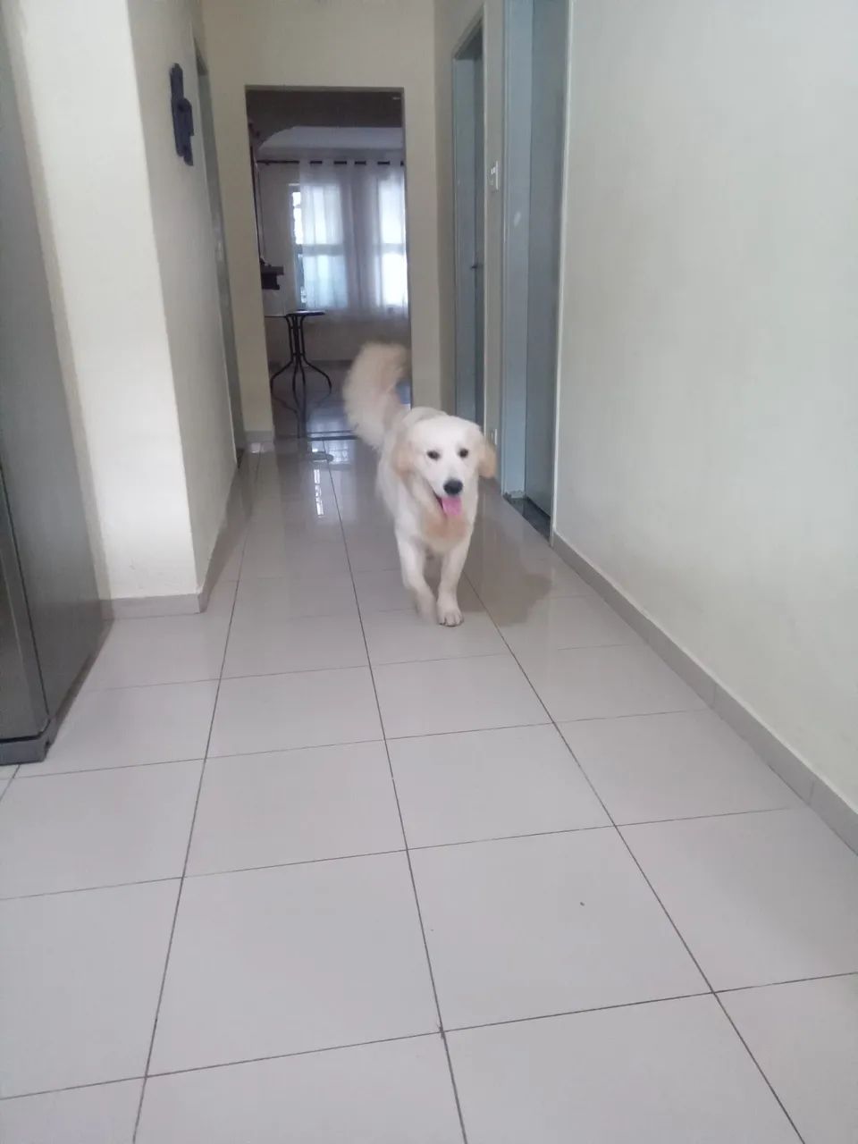 Doação Golden Macho