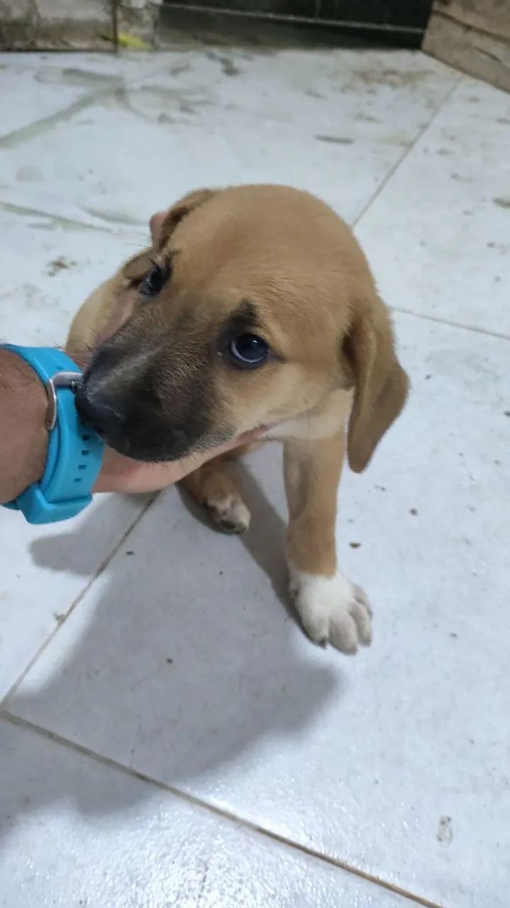 Cães para doação  - Foto 3