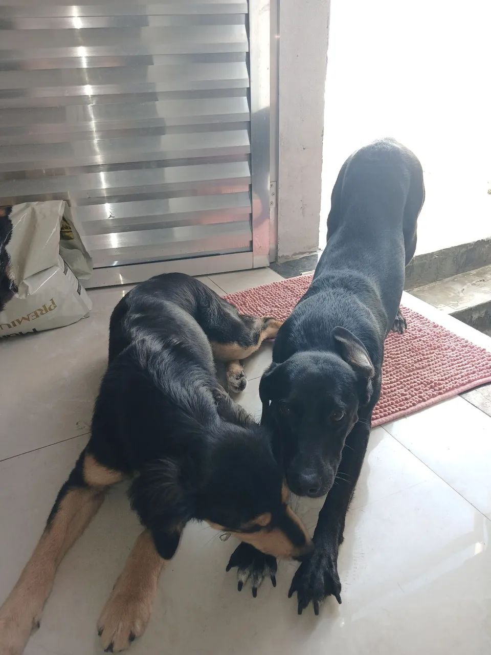 Adoção  - Foto 4