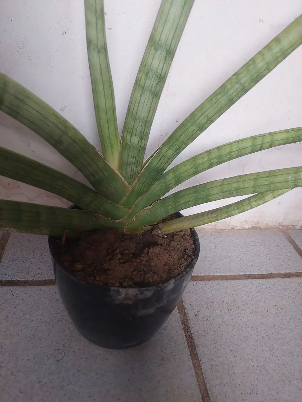 Lança de sao jorge  - Foto 4