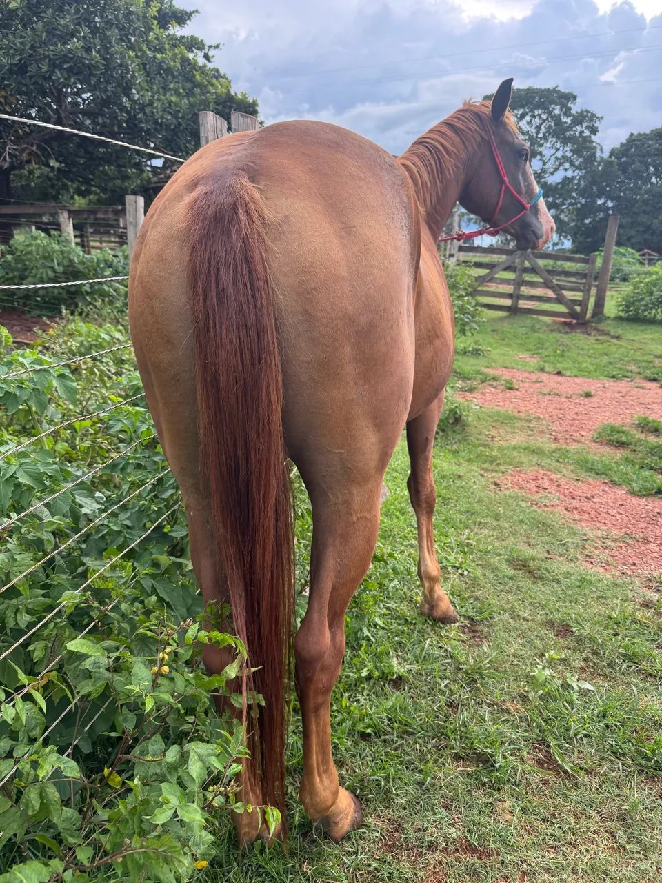 Potra Quarto de Milha PÔ