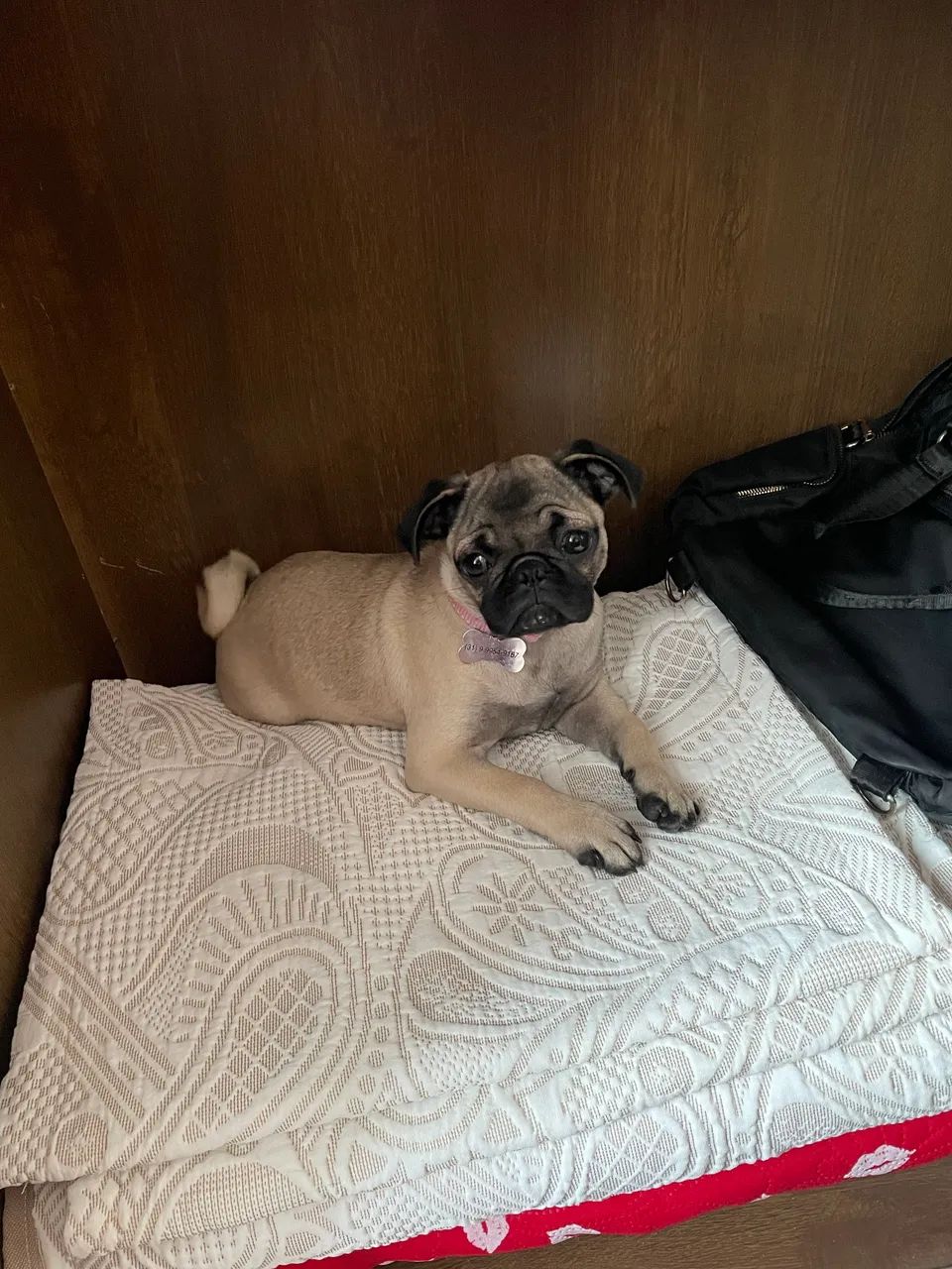 Cachorro  - Foto 4