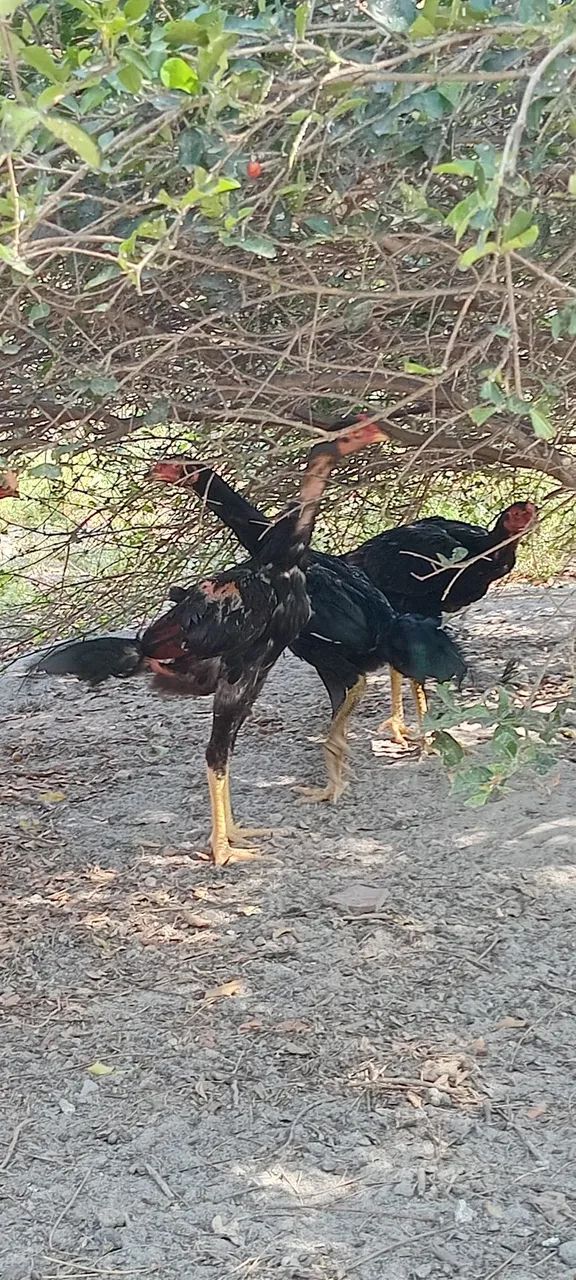 Frangotes de procedência  - Foto 4