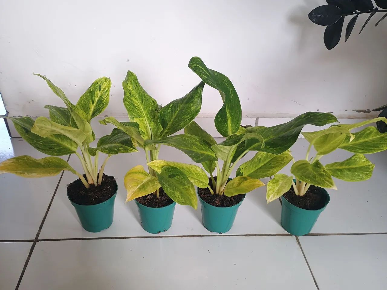 Lindas aglaonemas - Foto 2