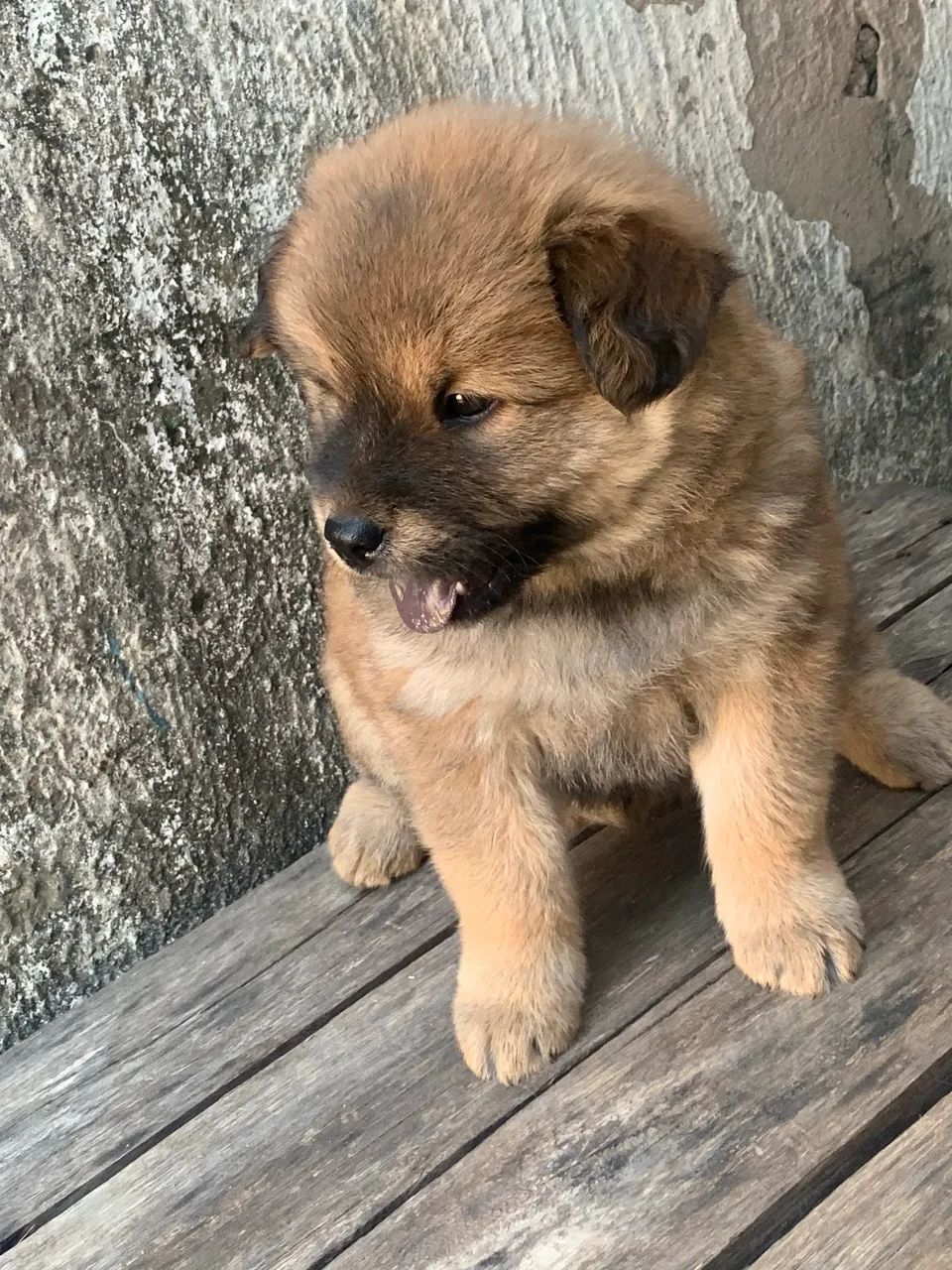 Pet - Foto 5
