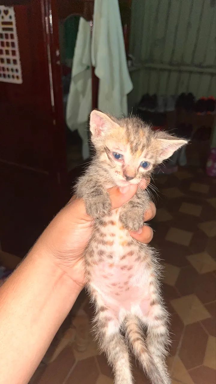 Gatos para adoção  - Foto 4