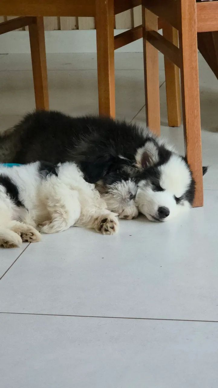 Filhote de Husky 60 dias macho - Foto 3