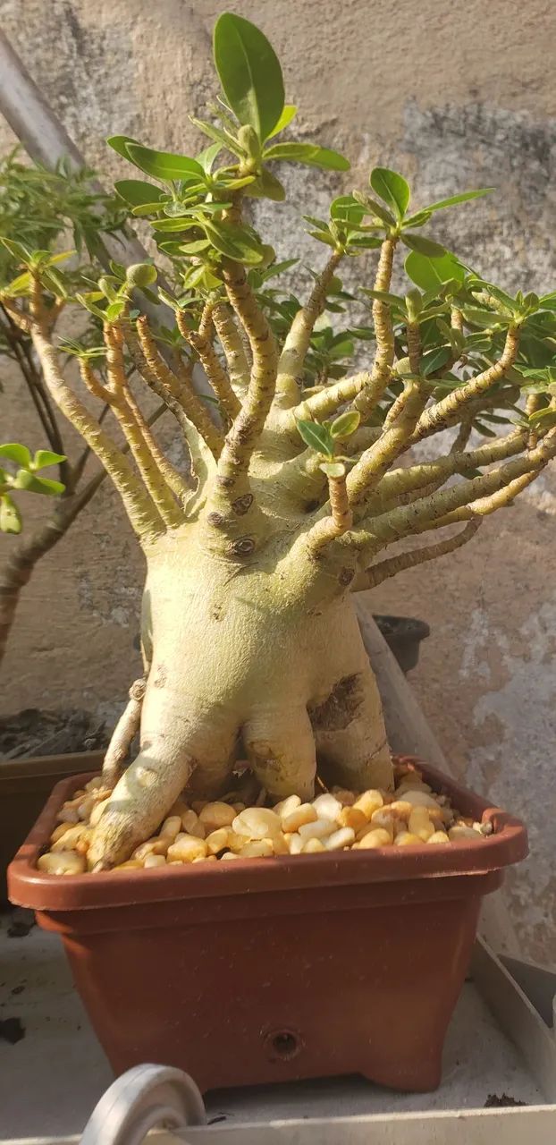 Bonsai rosa do deserto  - Foto 2