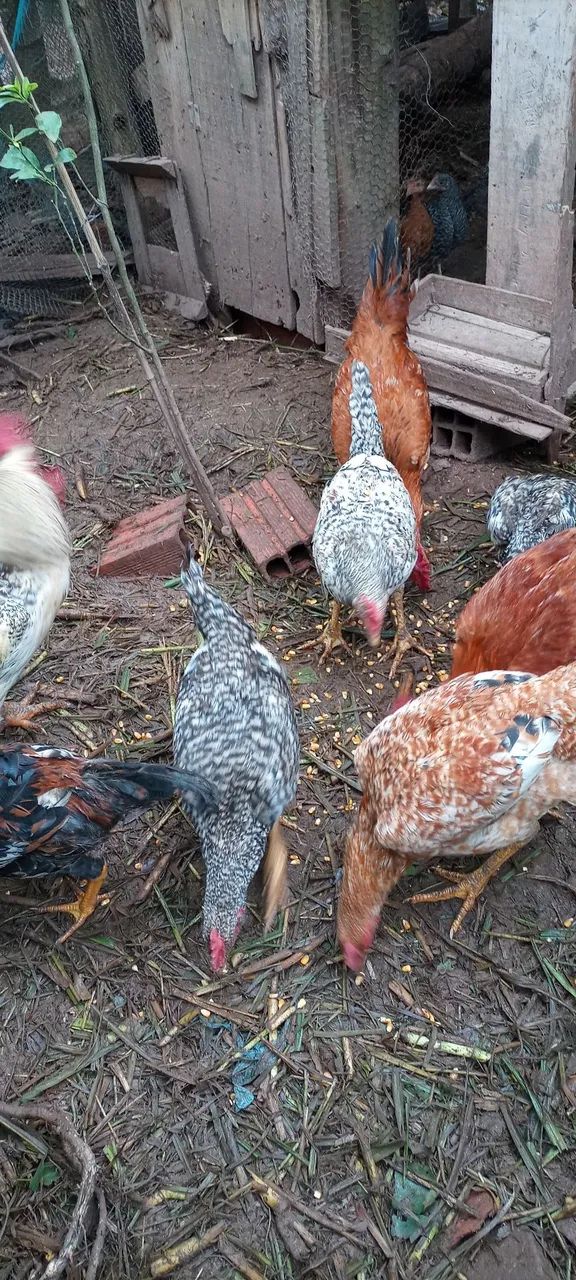 Vende-se Frango caipira  - Foto 3