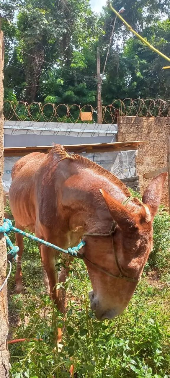 Mula machadeira  - Foto 3