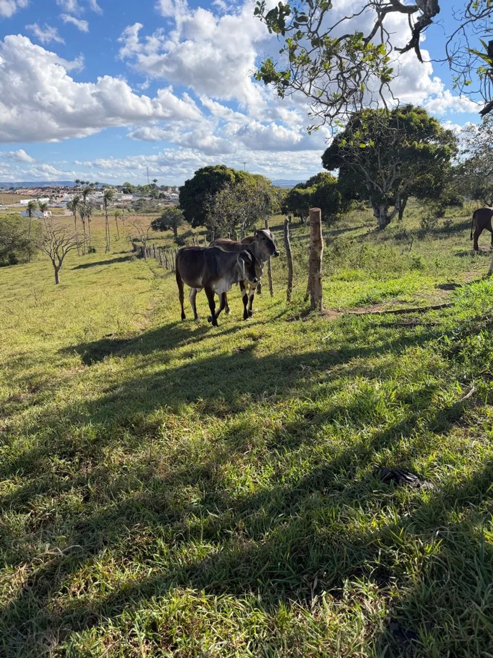 Terreno de chácaras pra vender . - Foto 4