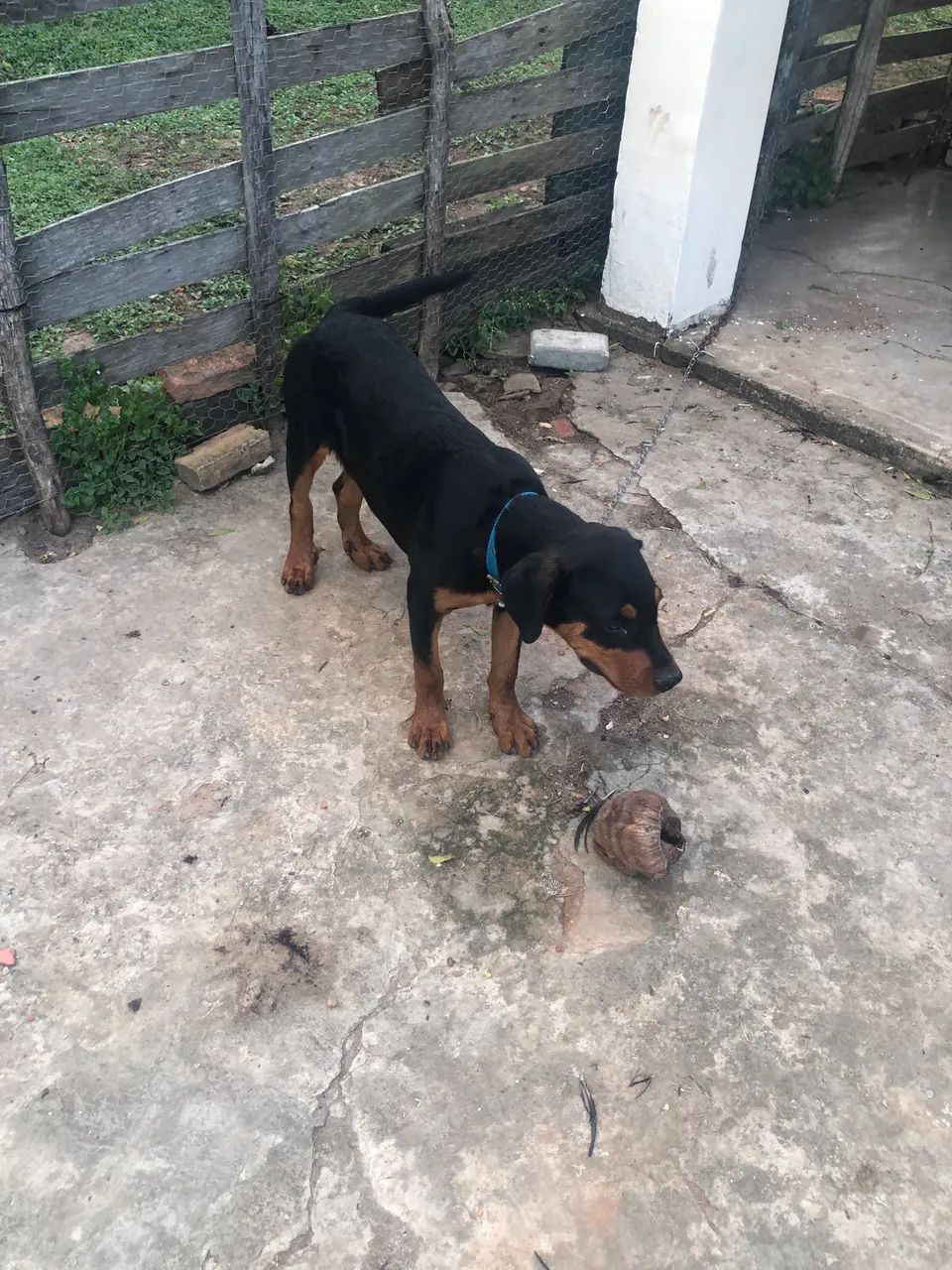 Rottweiler  - Foto 5