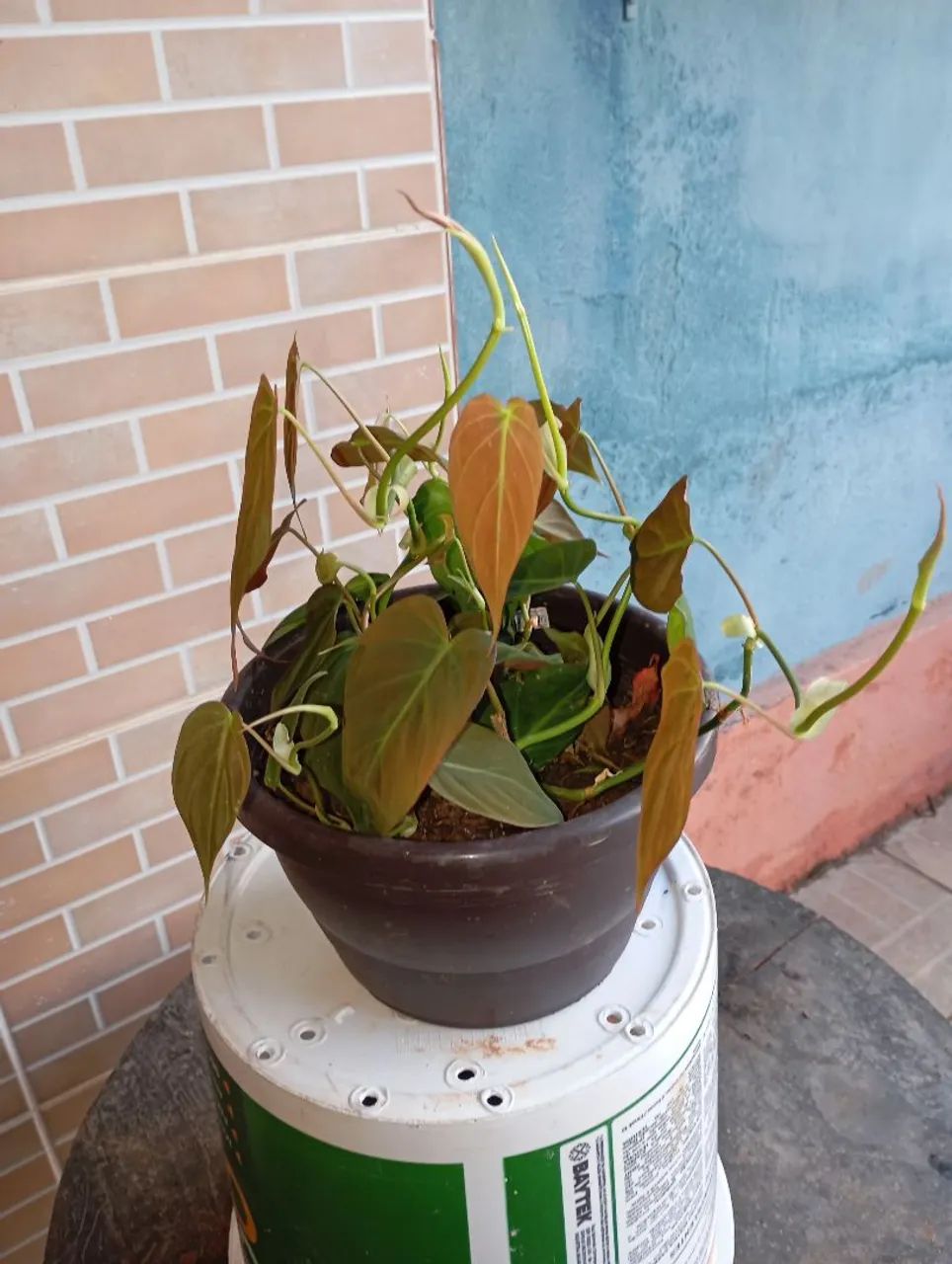 Plantas e sementes 