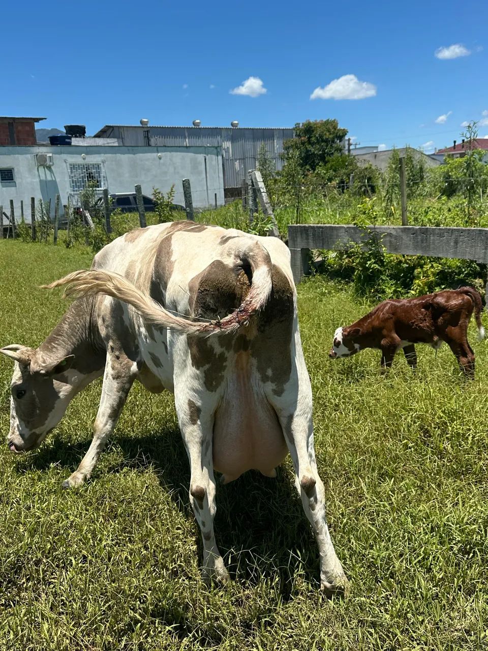 Vaca fenômeno  - Foto 2