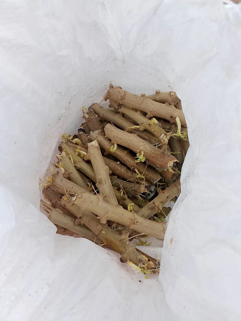 Rama de mandioca  - Foto 3