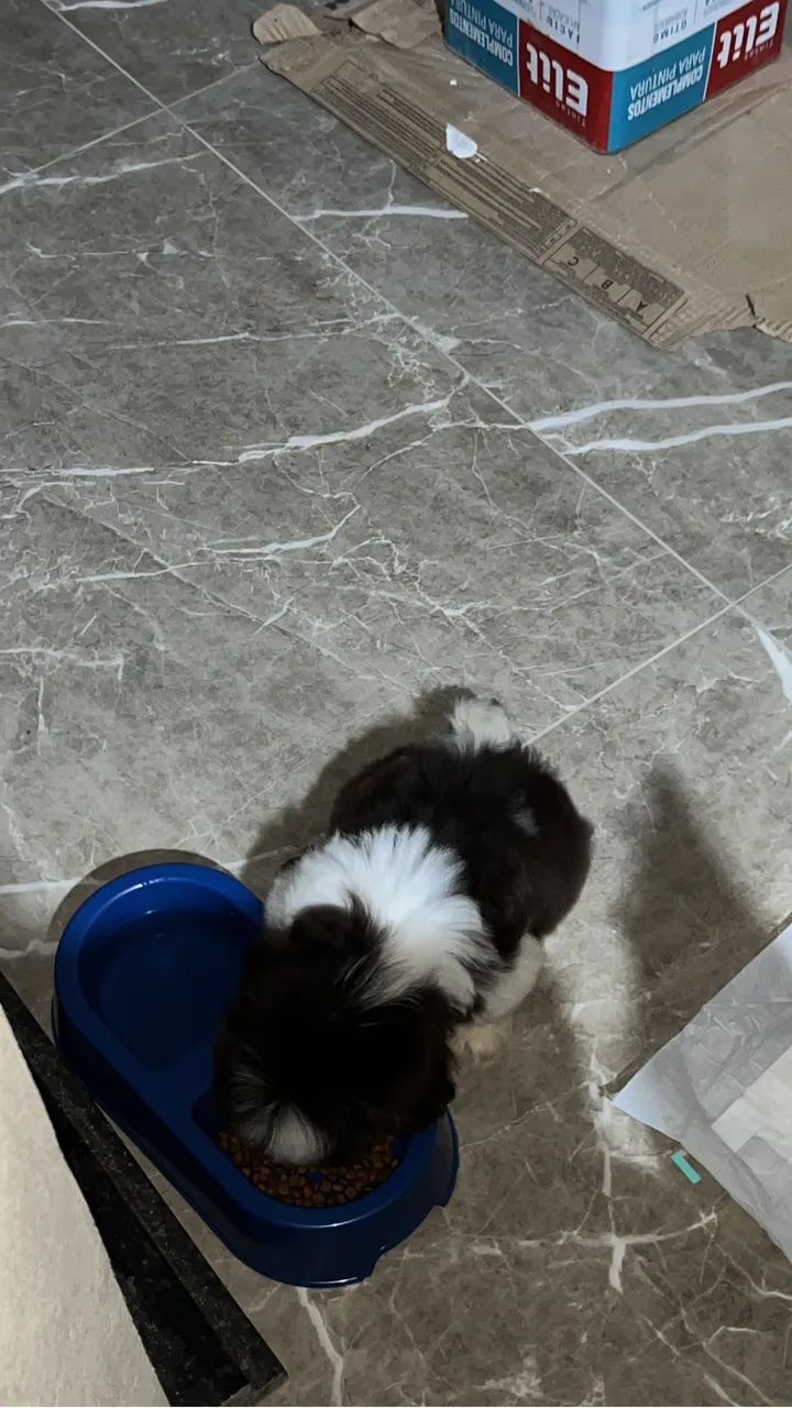 Shih tzu - Foto 2
