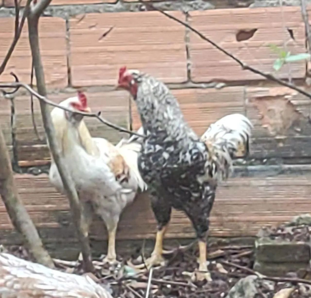 Galos lindos
