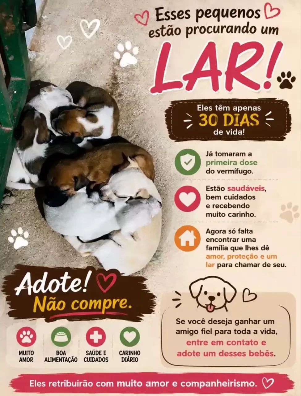 Doação de cachorro 