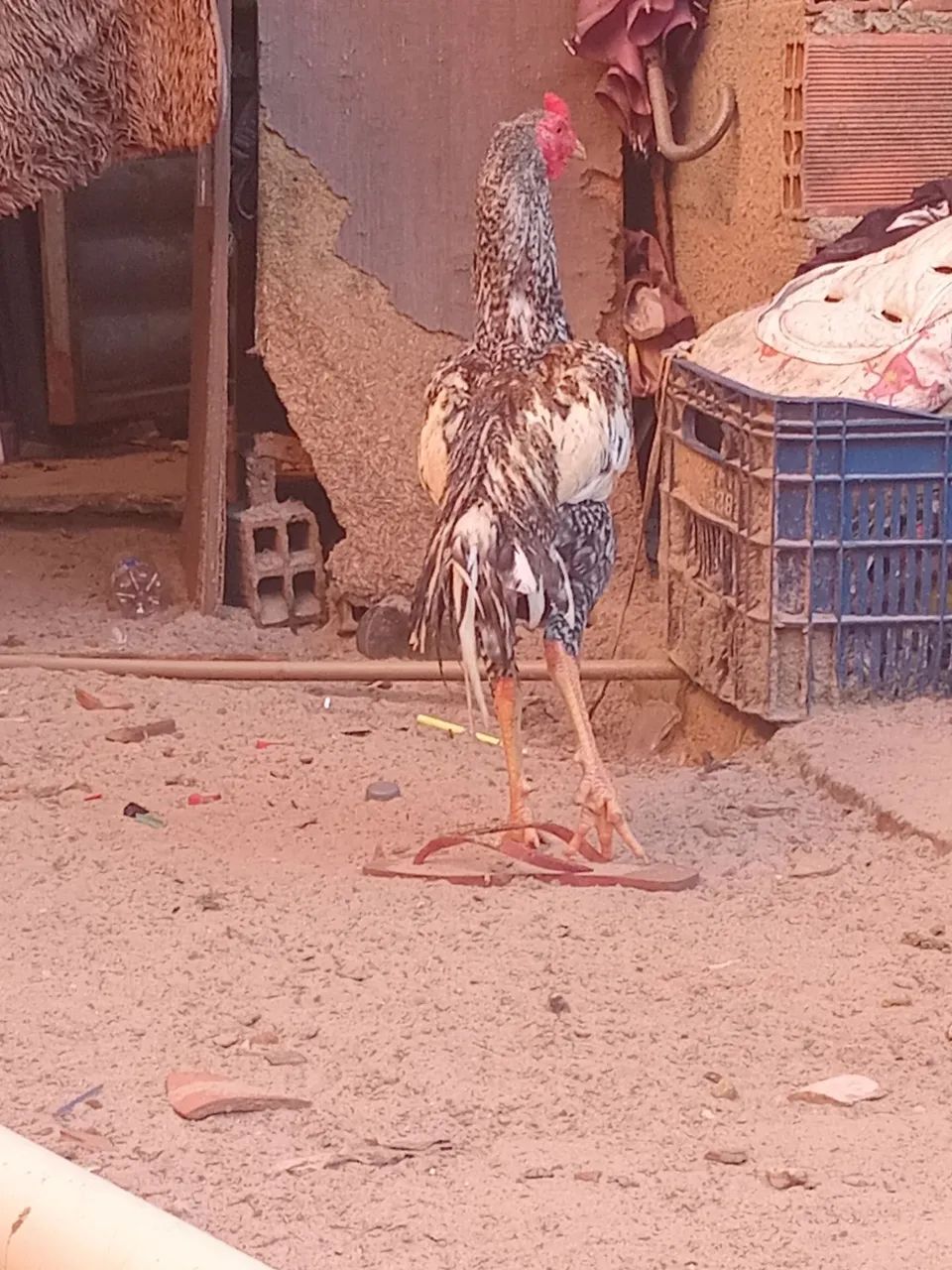 Frango de raça  - Foto 3