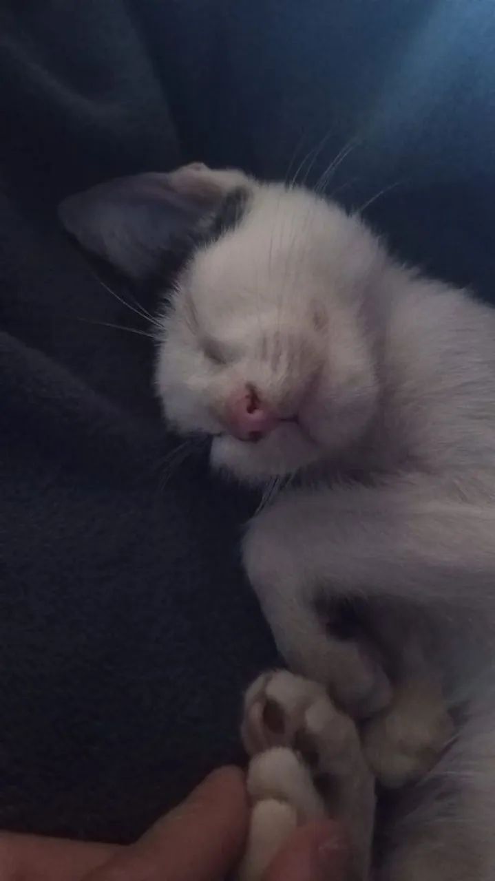 Adoção responsável de gatinho