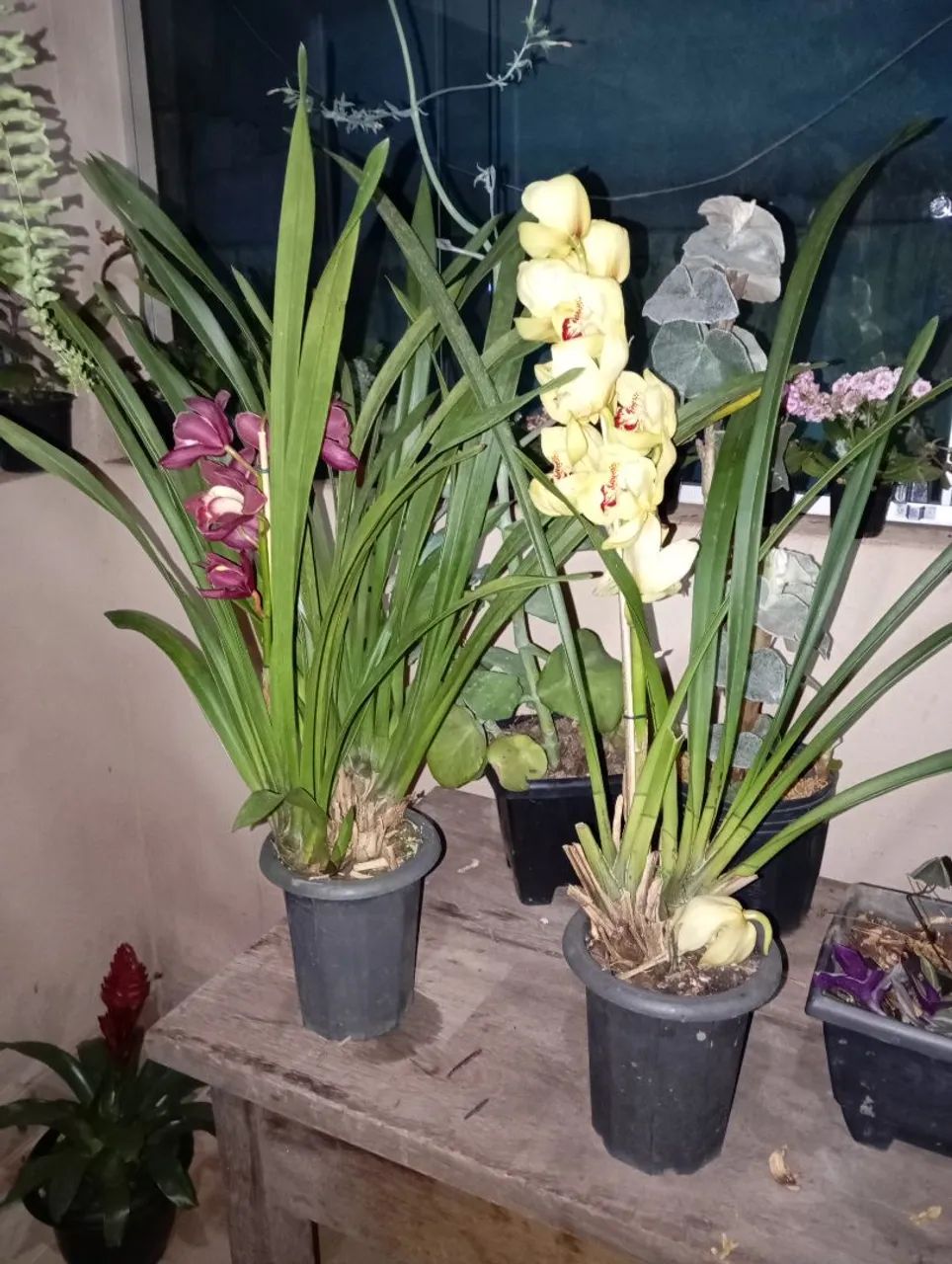Plantas e sementes  - Foto 2