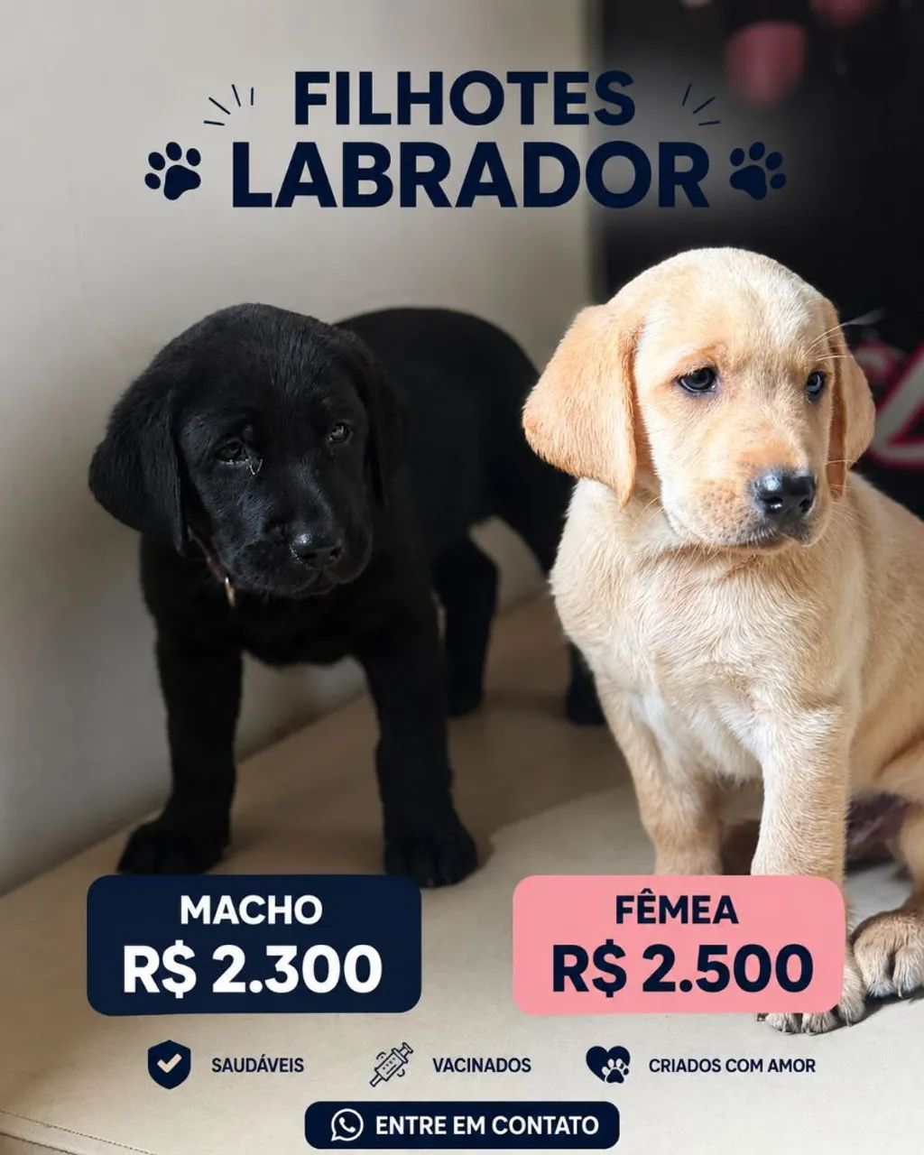 Labrador Retriever - Preto e caramelo.